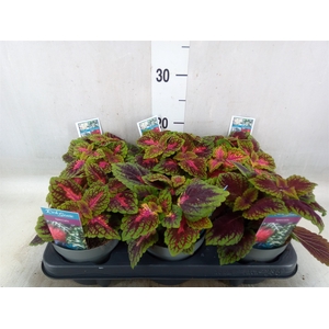 Plectranthus col.   ...