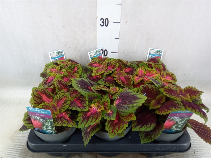 <h4>Plectranthus col.   ...</h4>