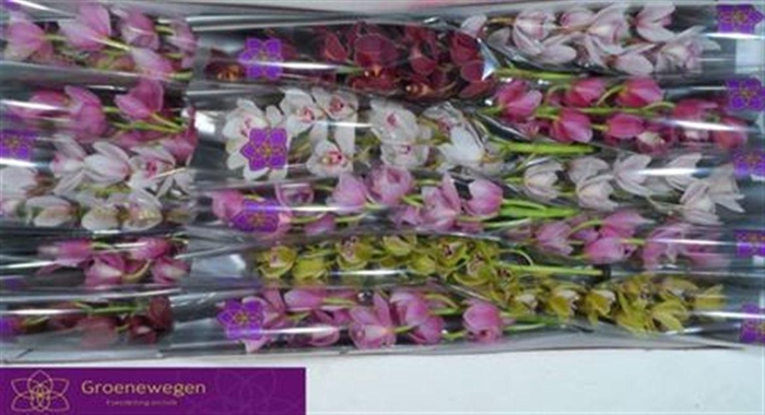 <h4>Cymb Mi Gem</h4>