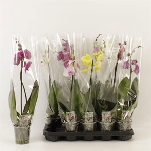 PHAL GEM 6 KL