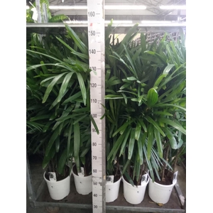 Rhapis excelsa