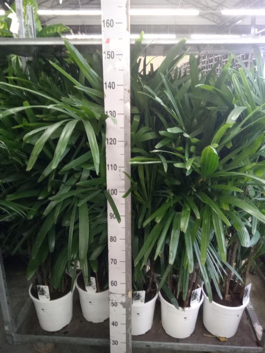 <h4>Rhapis excelsa</h4>