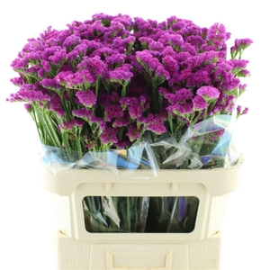 Limonium St Cerise Birds X50
