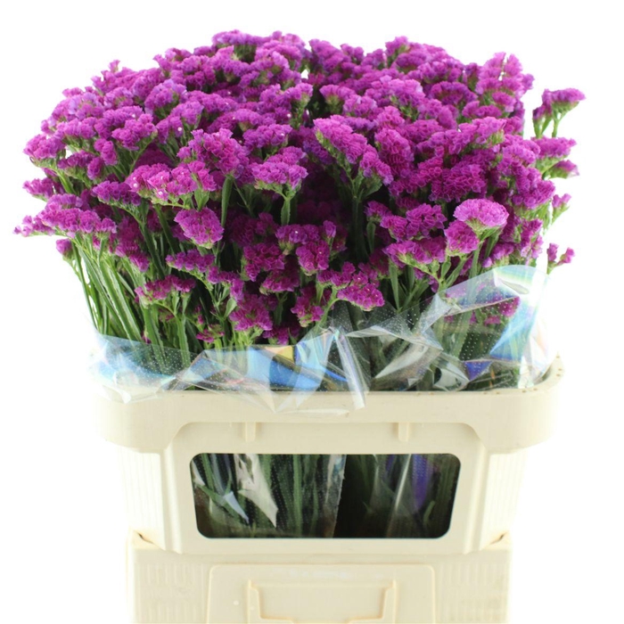 Limonium St Cerise Birds X50
