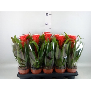 Guzmania  'Hope'