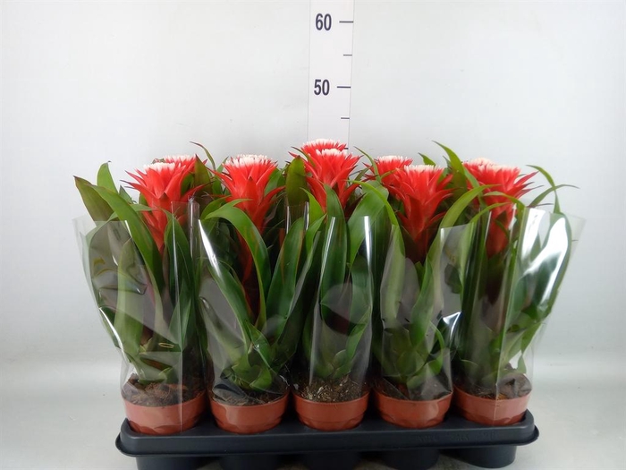 <h4>Guzmania  'Hope'</h4>