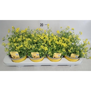 Aurinia saxatilis 'Summit'