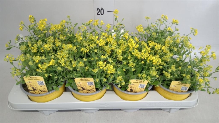 <h4>Aurinia saxatilis 'Summit'</h4>