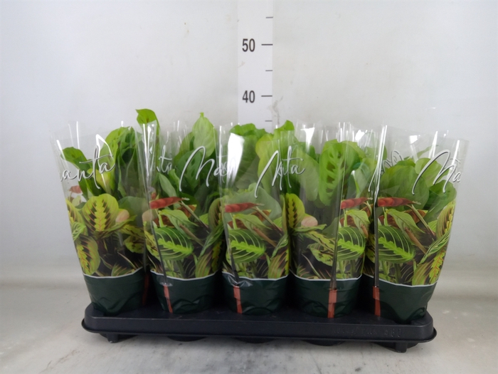<h4>Maranta leuc. 'Kerchoveana'</h4>