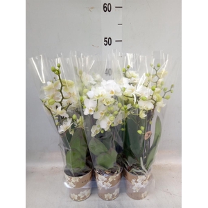 Phalaenopsis multi. 'Ant Zurich'