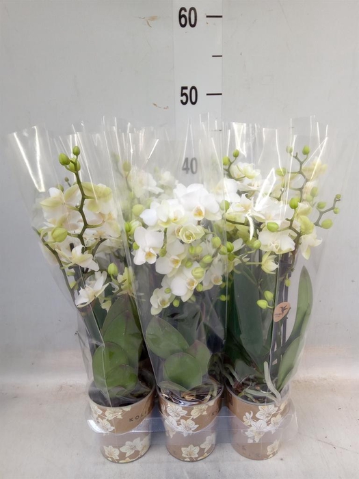 <h4>Phalaenopsis multi. 'Ant Zurich'</h4>