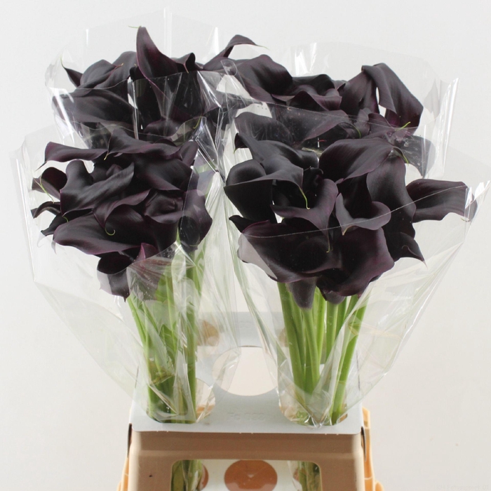 <h4>ZANT ODESSA DOUBLE</h4>