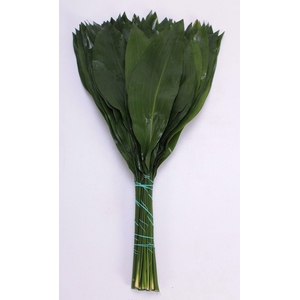ASPIDISTRA  BUND ANGEBOT