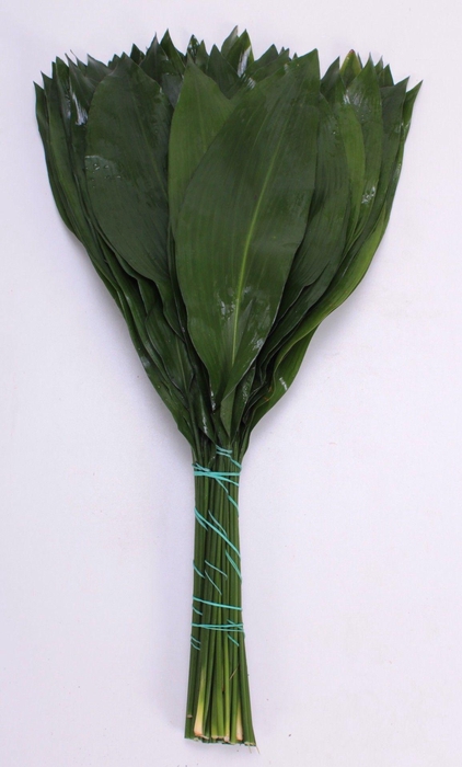 <h4>ASPIDISTRA BUND ANGEBOT</h4>
