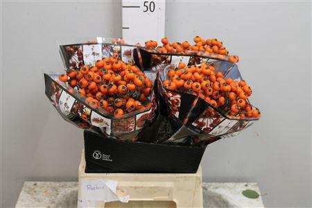 <h4>Rosa Hiphop Sunset</h4>
