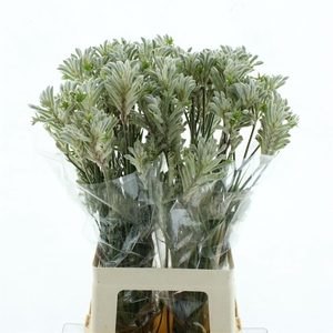 Anigoz Bush Diamond
