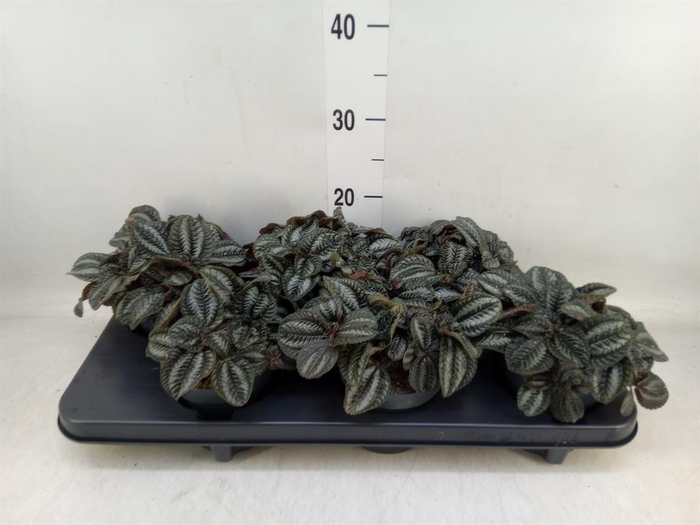 <h4>Pilea 'Norfolk'</h4>