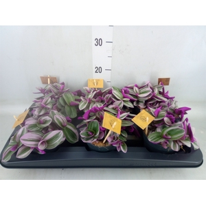 Tradescantia cerinth. 'Nanouk'