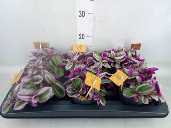 <h4>Tradescantia cerinth. 'Nanouk'</h4>