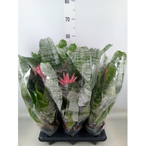 Aechmea fasciata 'Primera'