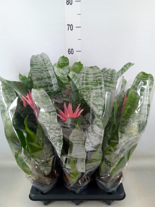 <h4>Aechmea fasciata 'Primera'</h4>