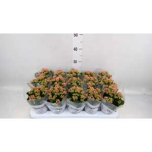 Kalanchoe  'RoseFlow Audrey'