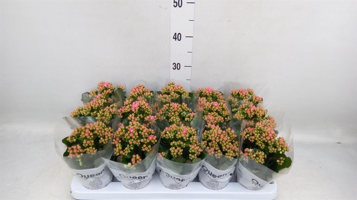<h4>Kalanchoe  'RoseFlow Audrey'</h4>