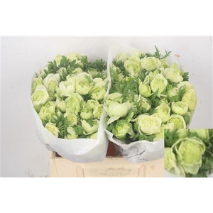 Anemone Levante Bianco