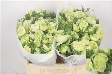 <h4>Anemone Levante Bianco</h4>