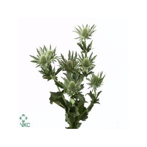 Eryngium sirius