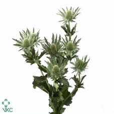 <h4>Eryngium sirius</h4>