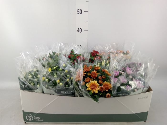 <h4>Chrysanthemum   ..mix 7</h4>