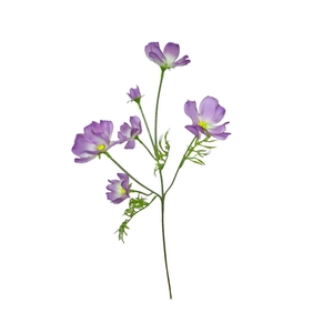 AF Cosmos spray L60cm lilac
