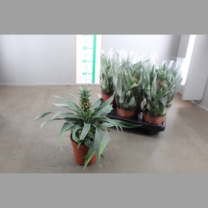 ANANAS MI AMIGO