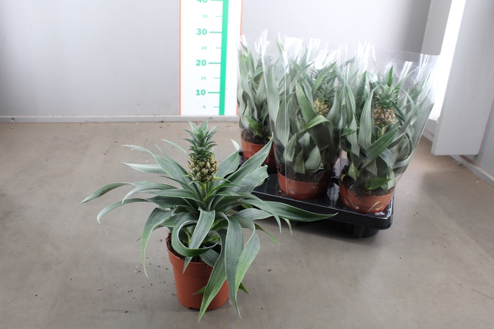 ANANAS MI AMIGO