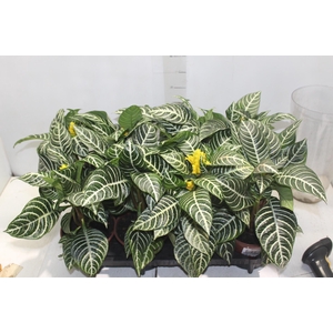 APHELANDRA COM FLOR P15 COM FLOR