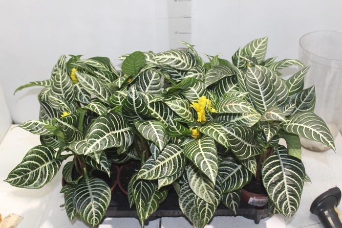 <h4>APHELANDRA COM FLOR P15 COM FLOR</h4>