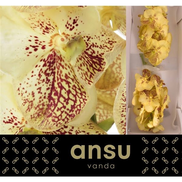 Vanda Yellow Henna X16