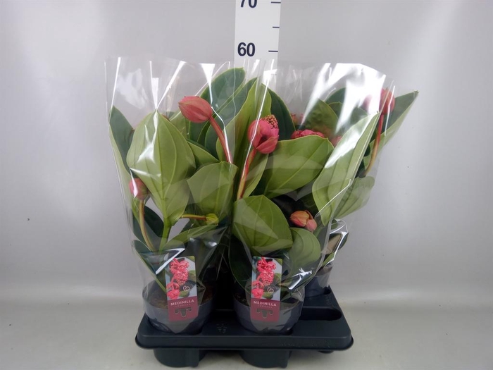 <h4>Medinilla magn. 'Lambada'</h4>