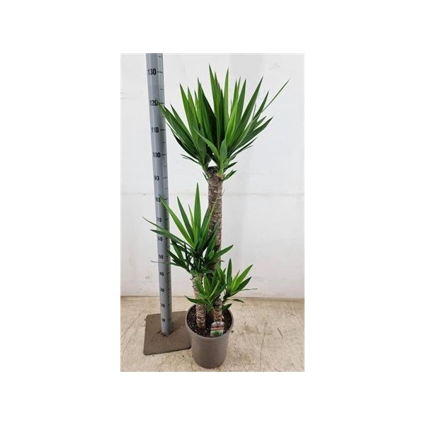 <h4>Yucca 90-45-20</h4>