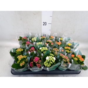 Kalanchoe blos. 'RosDon Collection'