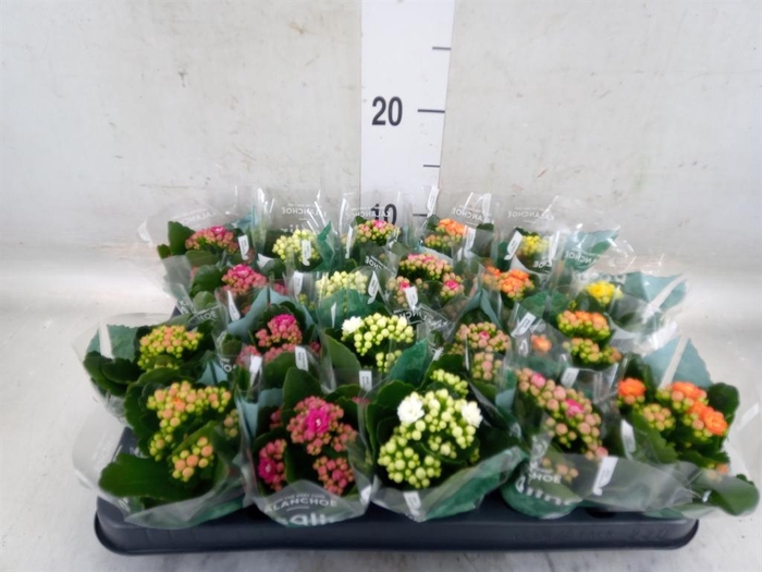 <h4>Kalanchoe blos. 'RosDon Collection'</h4>