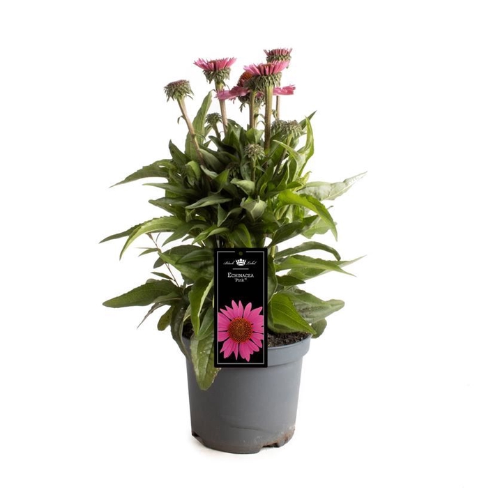 <h4>Echinacea  'SunSeekers Pink'</h4>