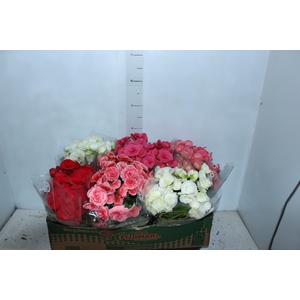 BEGONIA P15