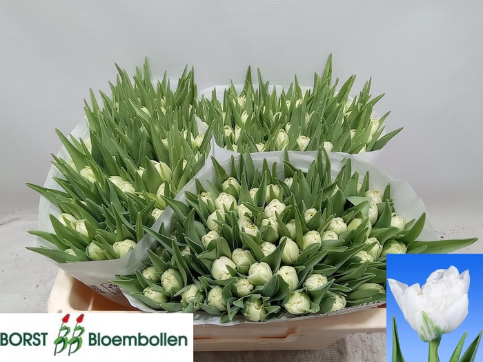 <h4>TU DU NORTHCAP</h4>