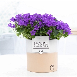 Campanula 'Porto' Pure Rosy