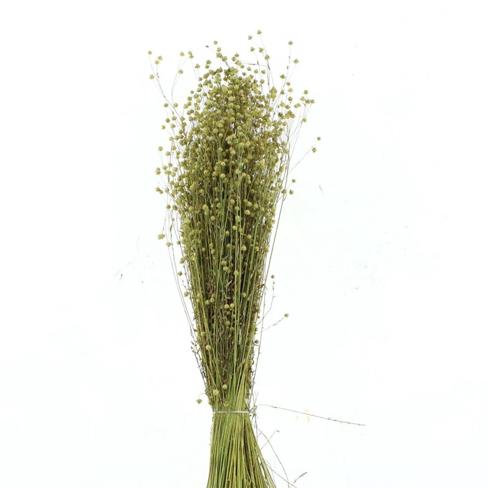<h4>Dried Lino Natural Bs N L</h4>