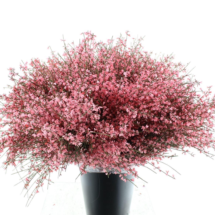 <h4>Ginster Red P Bunch 400gram</h4>