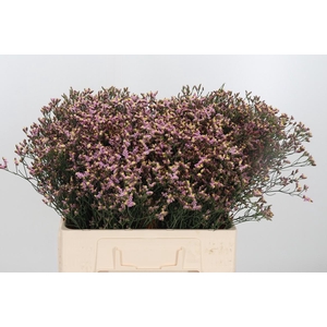 Limonium Crystal Pink