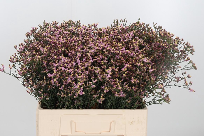 <h4>Limonium Crystal Pink</h4>